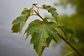 Maple After The Rain